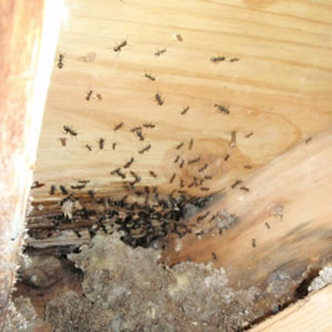Carpenter Ants nest location identification control removal extermination services