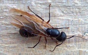 Carpenter Ants Identification & Appearance to help with correct ant control service