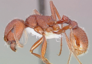 Harvester ant sample