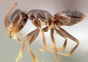 Odorous ant sample