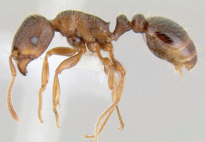 Pavement ant image