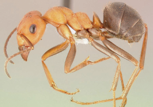 Thatch ant sample