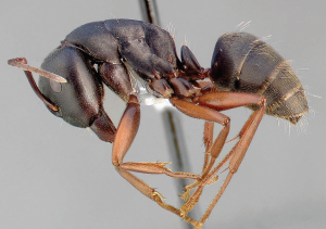 carpenter ant sample
