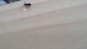 Little tiny small black sugar ants in your house
