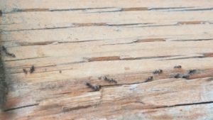 little black ants exterminators